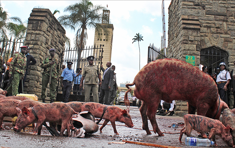 Pigs return to haunt MPs in pay protest